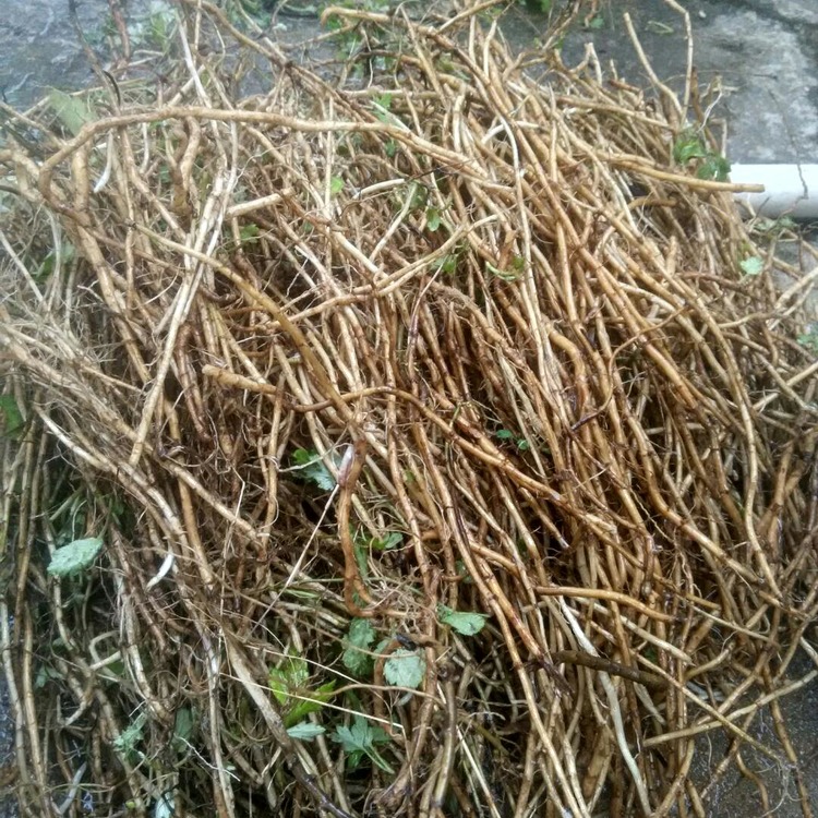 艾草根有什么作用