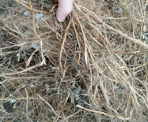 艾叶的根有什么作用