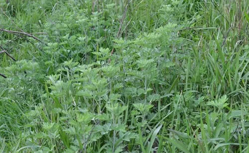 野生艾草