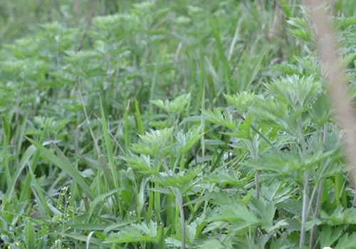 野生艾草