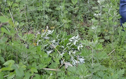 野生艾草