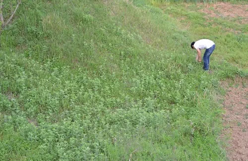 野生艾草图片