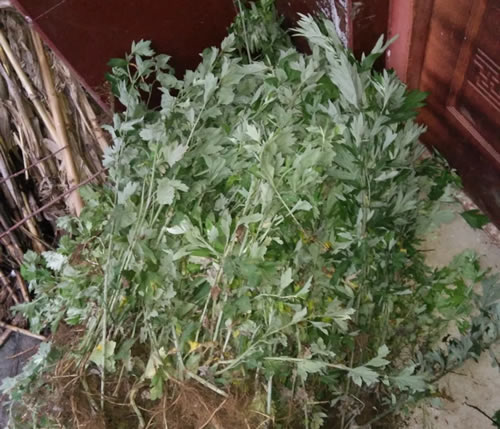 野生艾草图片