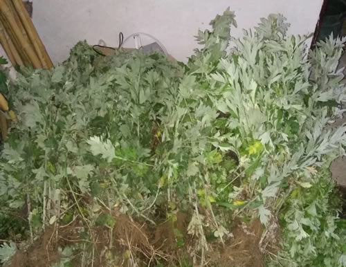 野生艾草图片