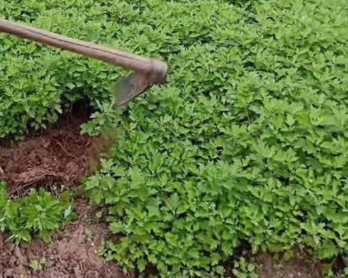 艾草长什么样子
