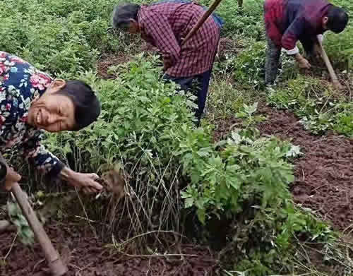 艾草的图片