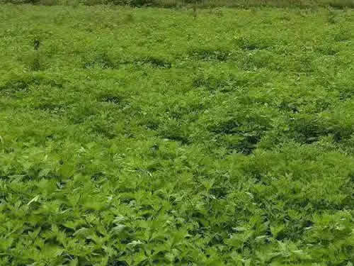 艾草的图片