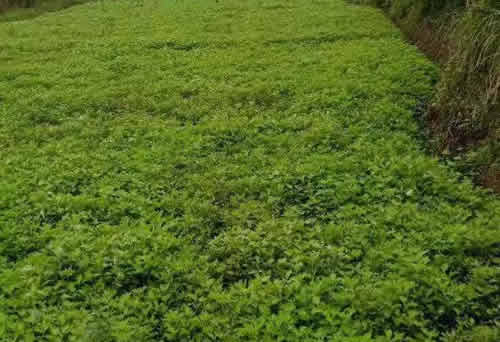 艾草长什么样子