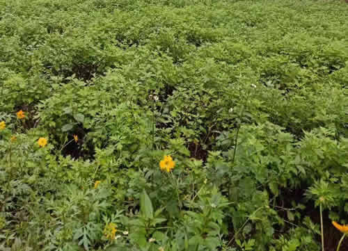 艾草长什么样子