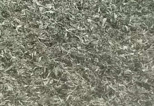 正在晾晒的艾草的图片