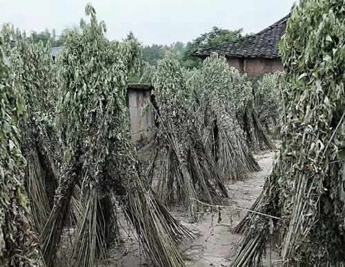 艾草的图片