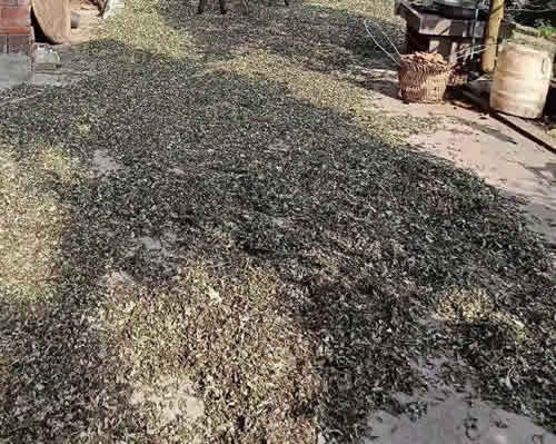 正在晾晒的艾草的图片