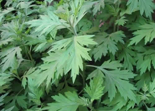 艾草长什么样子