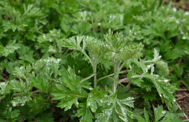 艾草泡脚好吗