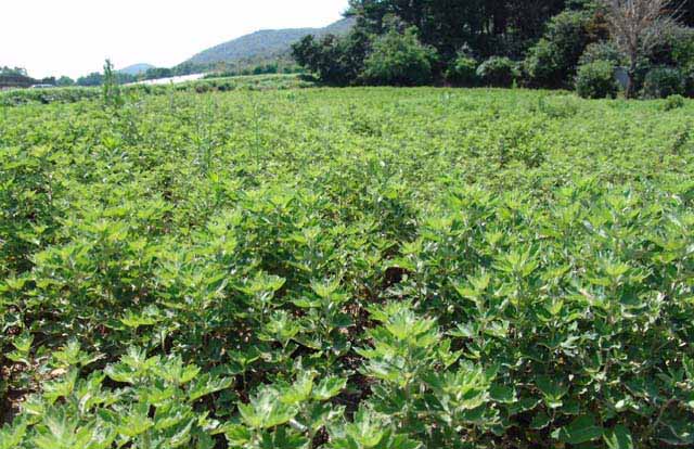野生艾与种植艾叶价格