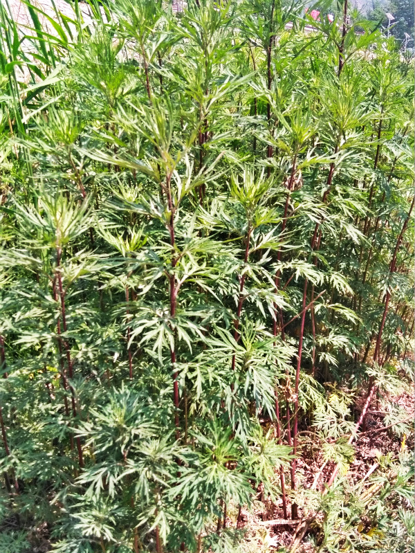 红艾红脚艾鲍姑艾