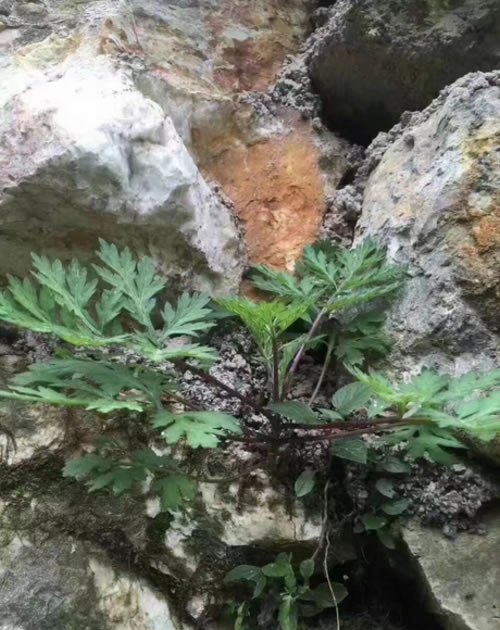 红脚艾草长什么样子