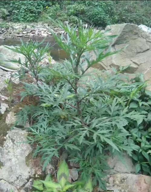 红脚艾草长什么样子