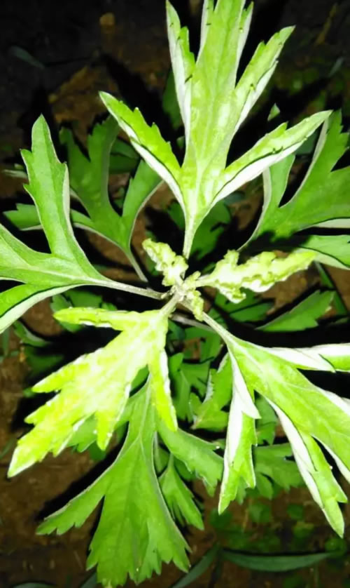 野生扇形艾