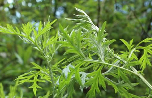 艾草的功效
