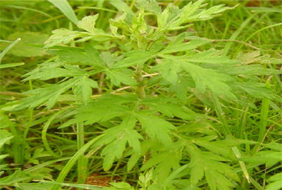 艾叶和艾蒿的区别图片