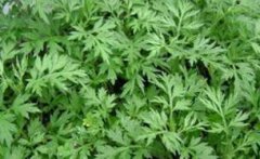 艾草治疗妇科病