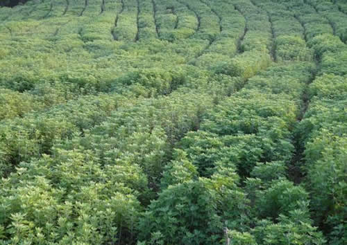 艾草的作用与功效_熏艾草