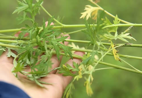 艾草的功效与作用及禁忌
