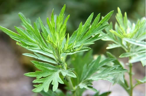 艾叶泡脚一周泡几次