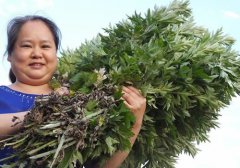 艾草泡脚可以天天泡吗