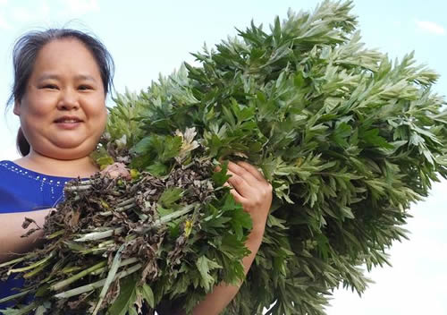艾草