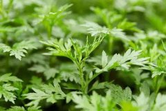 艾草种植前景及价格