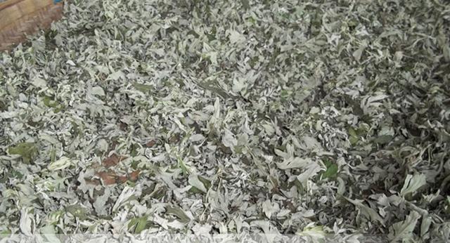 艾草长什么样子图片