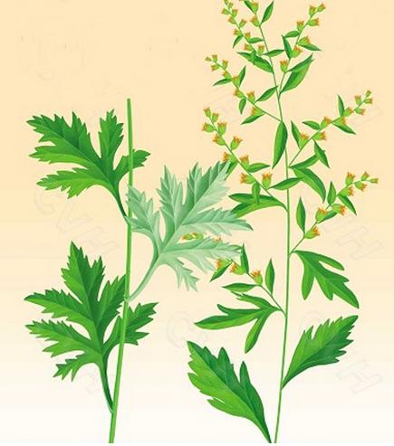艾草有什么作用