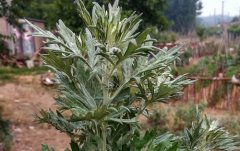 端午节挂艾草图片