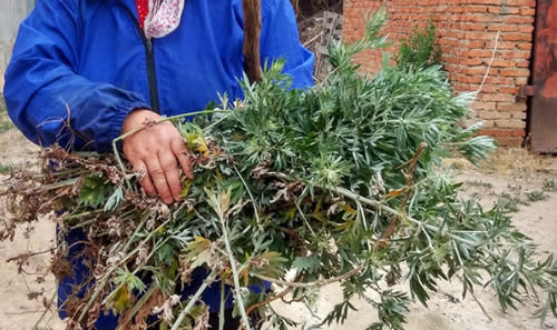 挂艾草图片