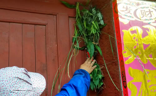 端午节挂艾草图片