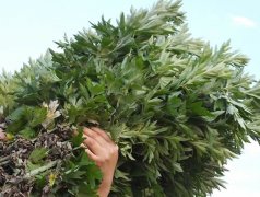 艾草图片挂艾辟邪