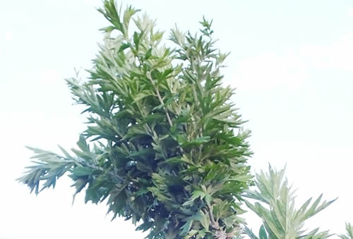 艾草图片