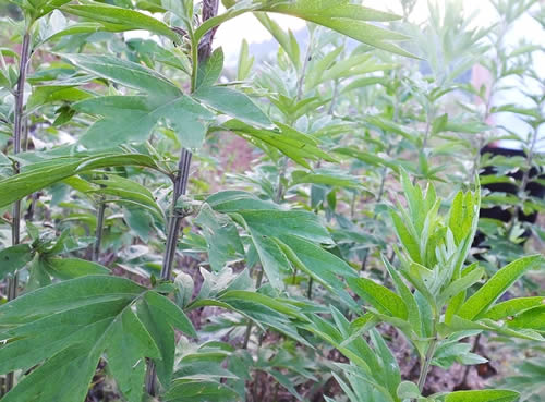 生艾草图片