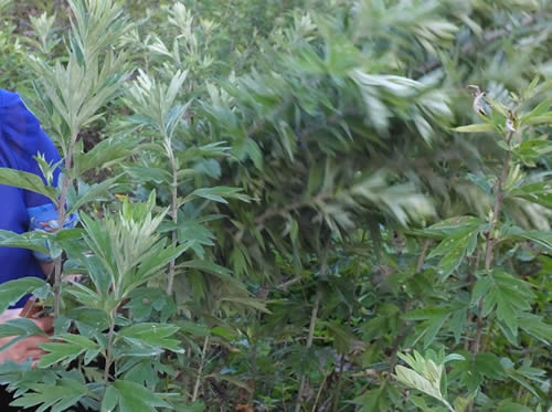 生艾草图片