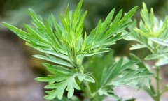 艾草抗癌是真的吗