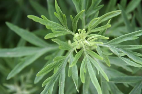 艾草抗癌