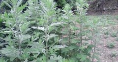 艾草洗头有什么好处