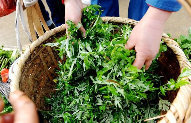 艾草洗头有什么好处