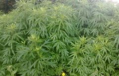 艾草种植基地选地栽植方法