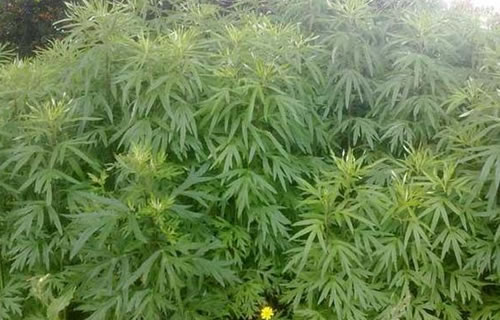 艾草种植基地选地栽植方法