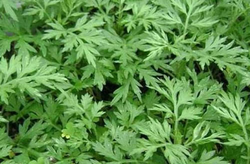 艾草种植基地