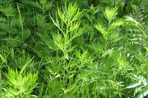 艾草种植基地选地栽植方法