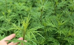 女人吃艾叶煮鸡蛋有什么好处